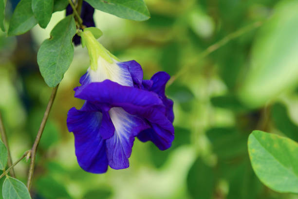 Butterfly Pea Flower