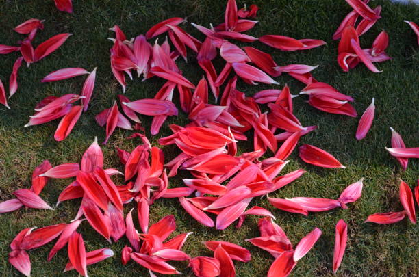 Kesuda Petals