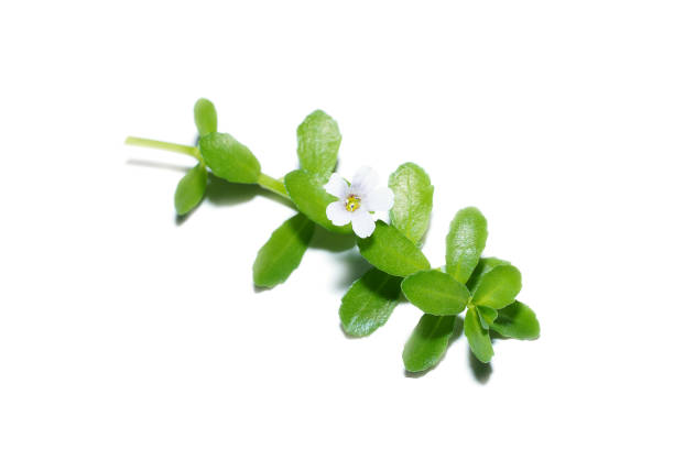 Brahmi