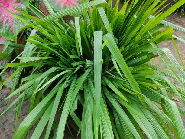 Lemongrass