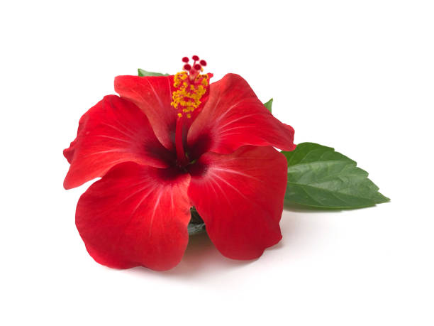 Hibiscus Flower
